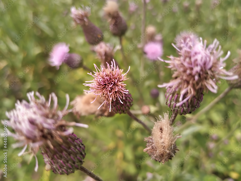 beauty of a simple thorn wild life beauty of a simple thorn wild life