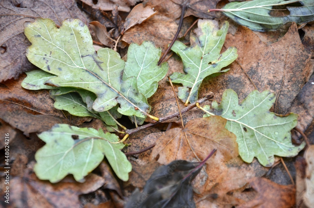 leaves on the ground