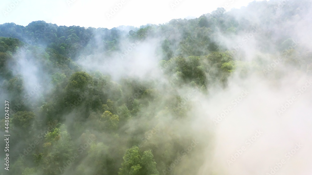 Obraz premium foggy forest