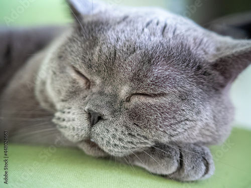 A gray cat sleeps on a green material close-up