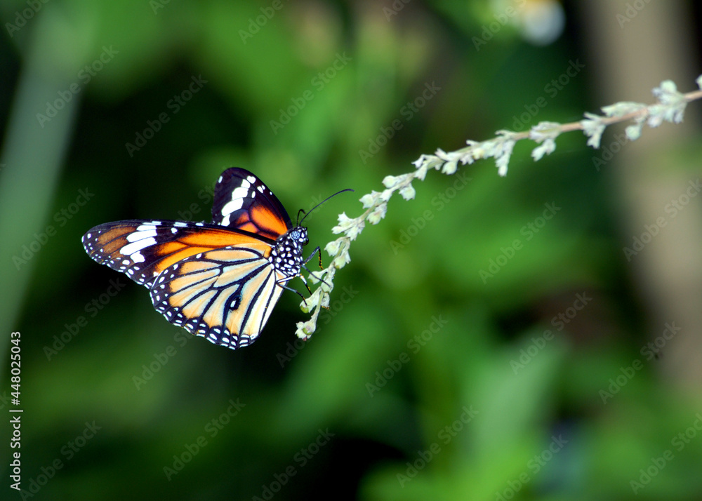 Obraz premium butterfly on a flower