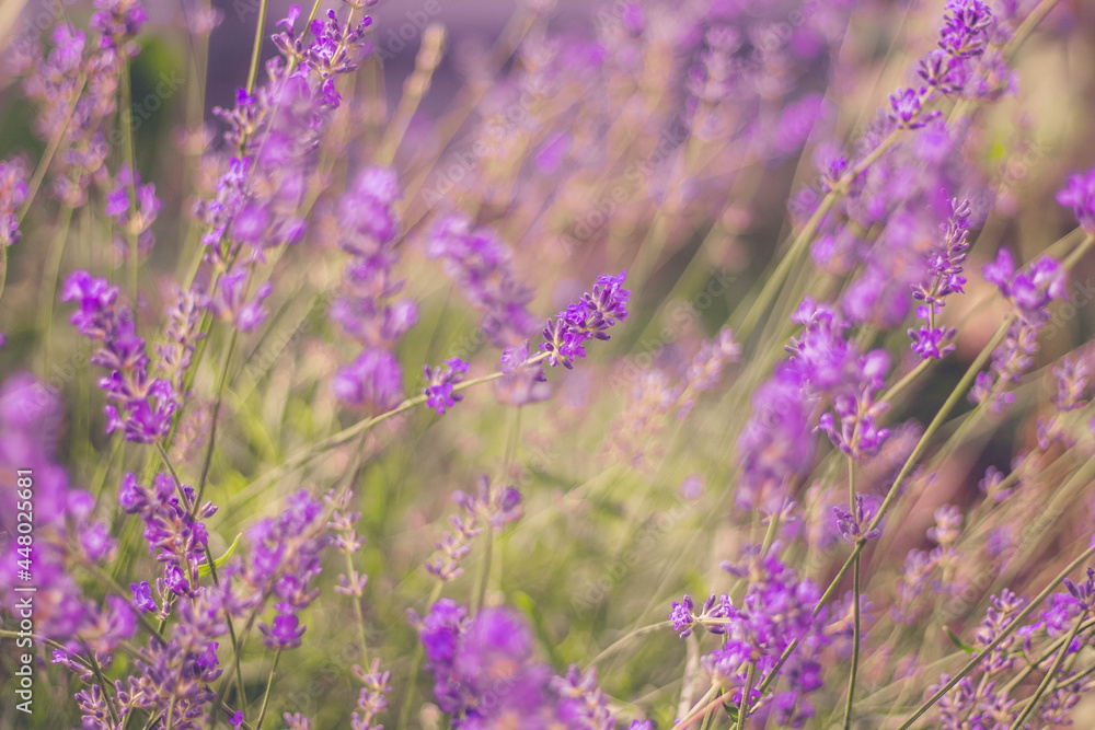 Obraz premium Homegrown violet vibrant lavender flowers in the morning light. Summer herbs for tea. Close up macro view. Lavender wallpaper with copy space. Color trend 2021.