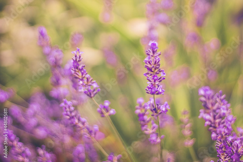 Homegrown violet vibrant lavender flowers in the morning light. Summer herbs for tea. Close up macro view. Lavender wallpaper with copy space. Color trend 2021. © Artem Matiushenko