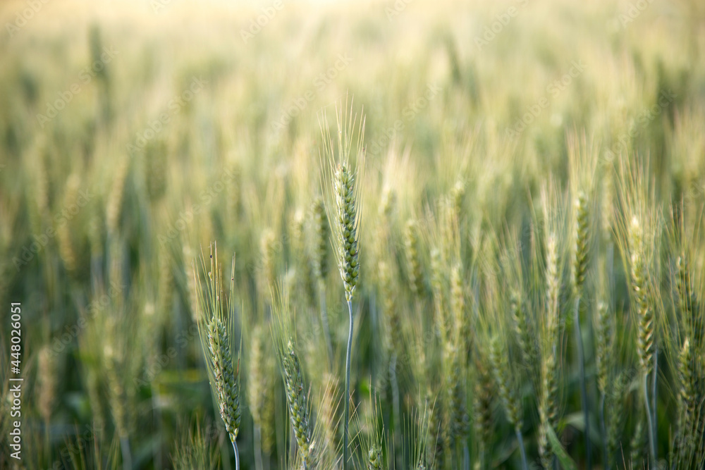 Fototapeta premium Field of wheat.