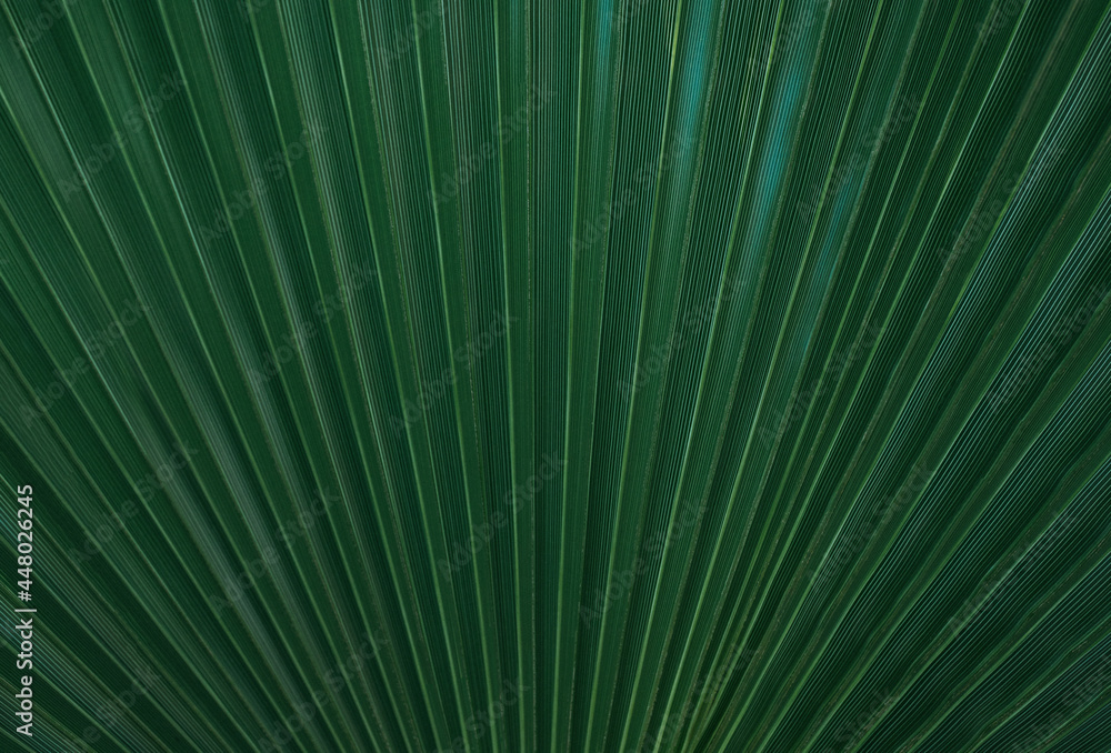 palm leaf texture background tropical green leaves close-up palm leaf texture background tropical green leaves close-up