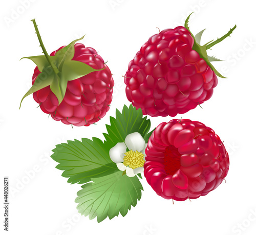 red raspberries are a delicious healthy berry
