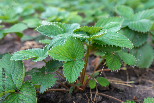 Wallpaper Mural Young strawberry plant in soil. Growing plants in a garden. Strawberry seedlings in a spring garden. Leaves in morning dew Torontodigital.ca