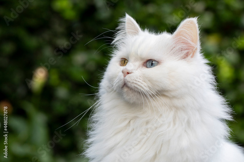 Persian cat, persische Katze