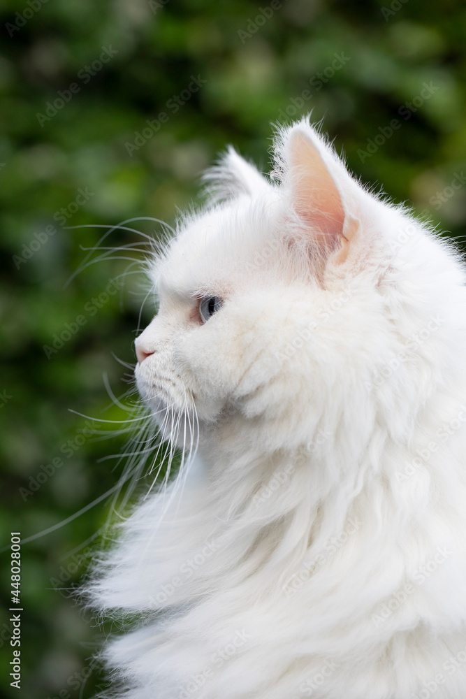 Persische Katze, Persian cat