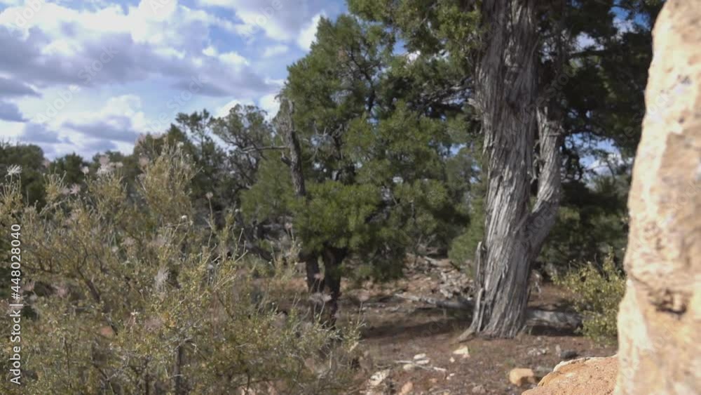 Drought in Arizona in slow motion 120fps Drought in Arizona in slow motion 120fps