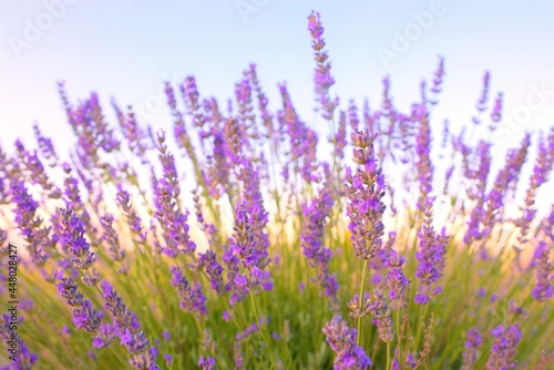 lavender field at sunset