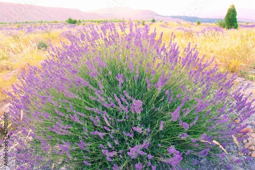 lavender field in region