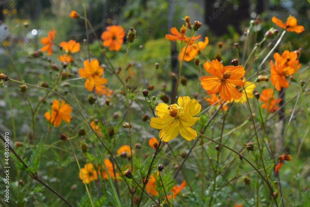 Beautiful yellow and orange semi-double flowers of Cosmos sulphureus.