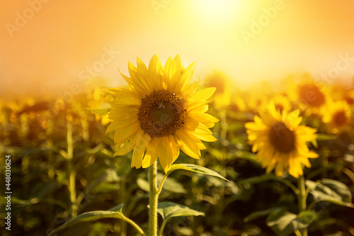 Fototapeta Naklejka Na Ścianę i Meble -  blooming sunflower, close-up of a sunflower