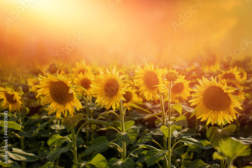 field with sunflowers in the rays of the setting sun