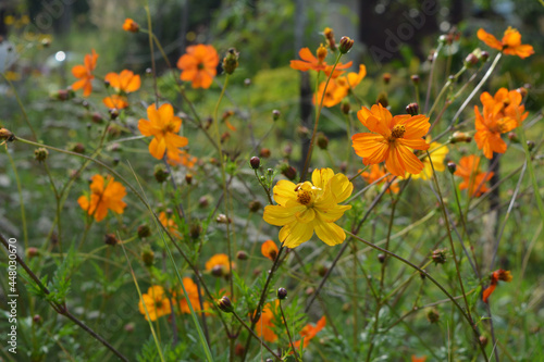 Beautiful yellow and orange semi-double flowers of Cosmos sulphureus.