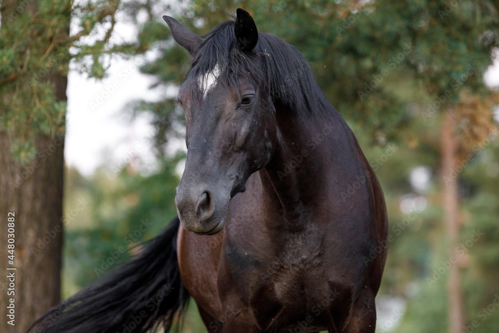 closeup portrait of beautiful black draft mare horse with white spot on forehead in field in summer closeup portrait of beautiful black draft mare horse with white spot on forehead in field in summer