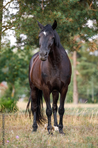 portrait of black draft mare horse standing free in field in summer © vprotastchik