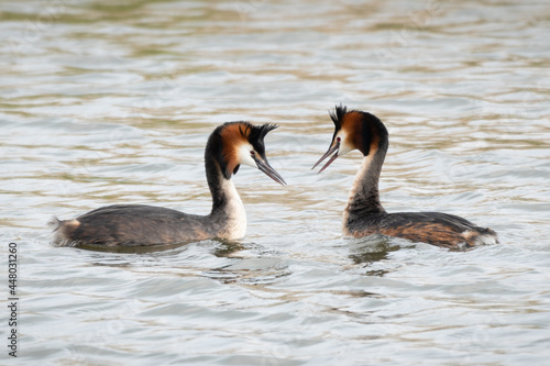 Great crested grebes - So in love... 2 photo