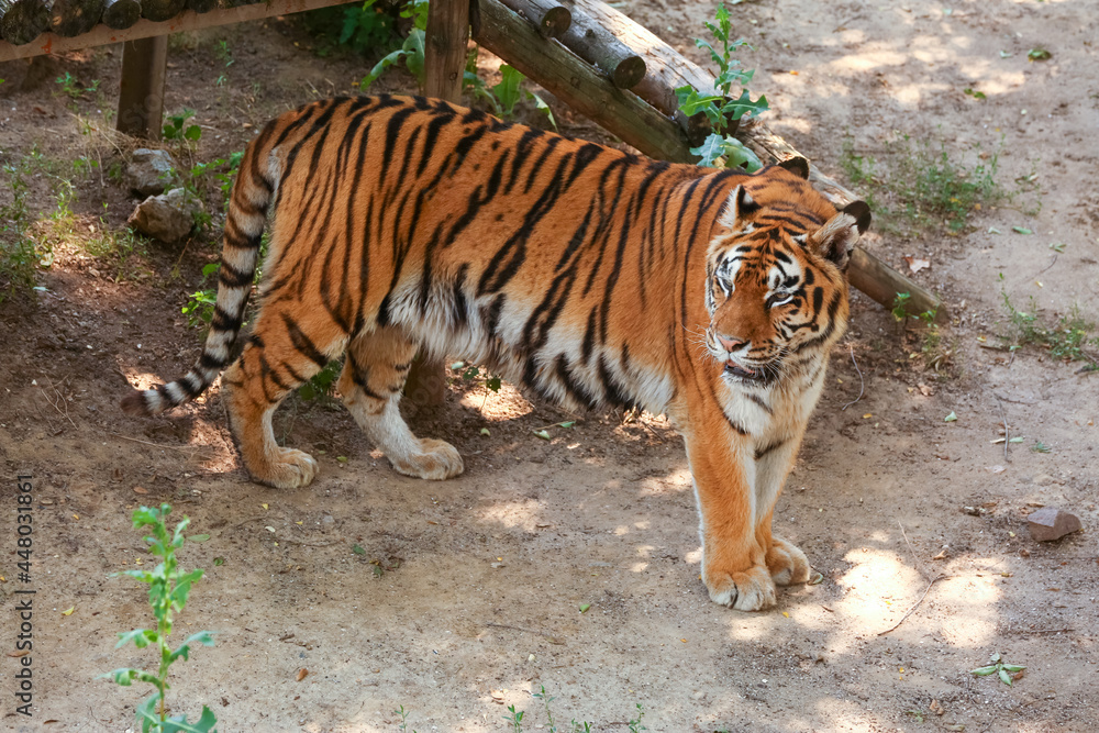 Fototapeta premium Beautiful tiger in zoological garden