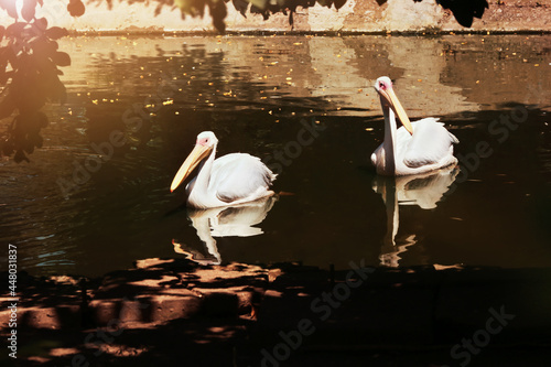 Fotografija Beautiful pelicans in zoological garden