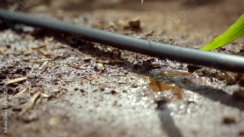 Wallpaper Mural Drip irrigation system installation in farm the potential to save water and nutrients by allowing water to drip slowly to the roots of plants. Distribute water through a network of valves, pipes.
 Torontodigital.ca
