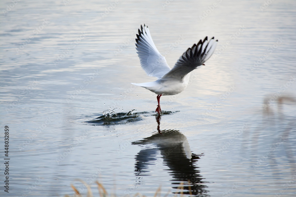 Black-headed gull takes off