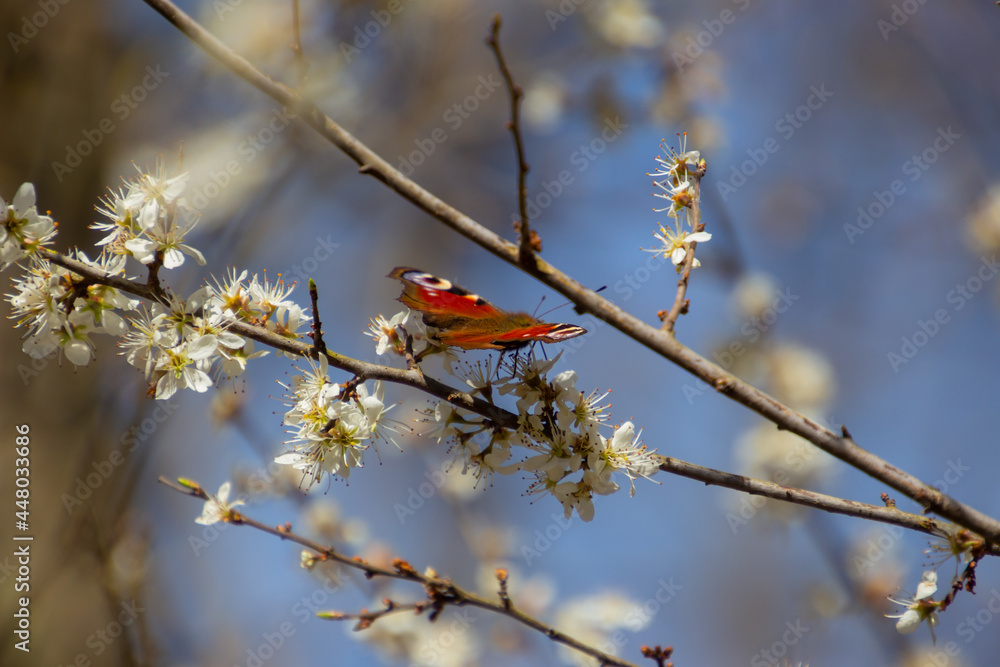 Peacock butterfly sitting on a branch with white blackthorn blossoms, also called prunus spinosa or schlehdorn Peacock butterfly sitting on a branch with white blackthorn blossoms, also called prunus spinosa or schlehdorn
