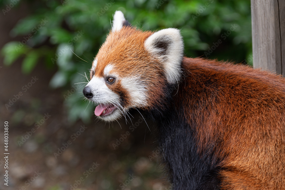 Naklejka premium レッサーパンダ