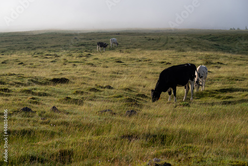 霧の牧場 © rai