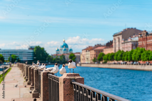 Seagulls on the embankment of the canal in St. Petersburg on a summer day.