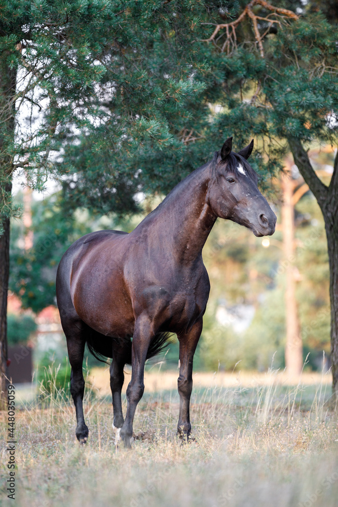 portrait of black draft mare horse standing free in field in summer portrait of black draft mare horse standing free in field in summer