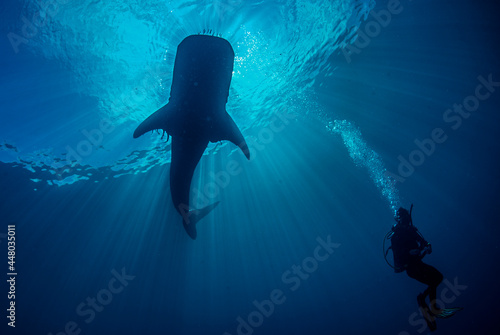 whale shark and scuba diver under sunlight