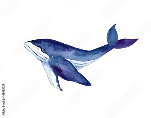 Watercolor blue whale illustration isolated on white background. Hand-painted realistic underwater animals.