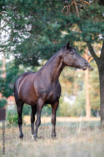 portrait of black draft mare horse standing free in field in summer