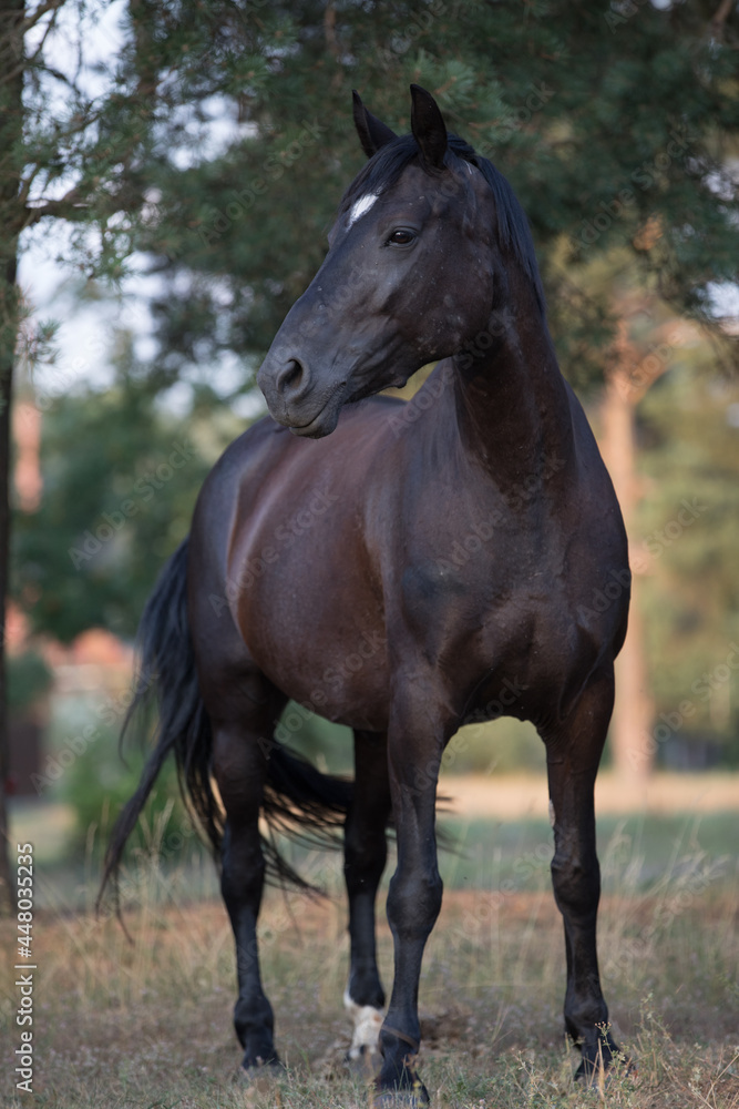 portrait of black draft mare horse in summer portrait of black draft mare horse in summer