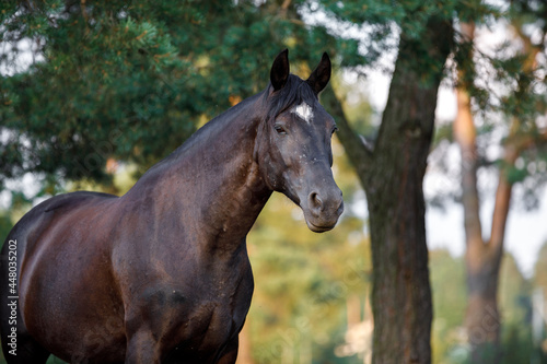 closeup portrait of beautiful black draft mare horse with white spot on forehead in field in summer