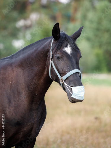 closeup portrait of black mare horse in medical mask in summer