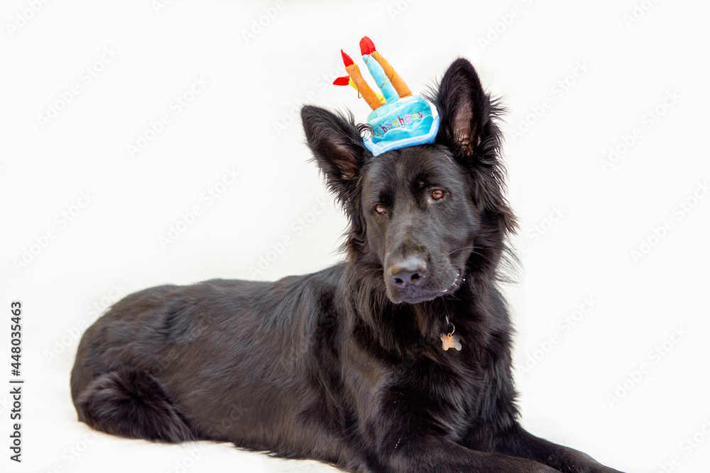 Fototapeta premium Herder met feestmuts