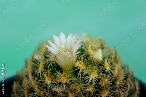 Blooming white flower of Mammillaria schiedeana cactus on green soft focus background