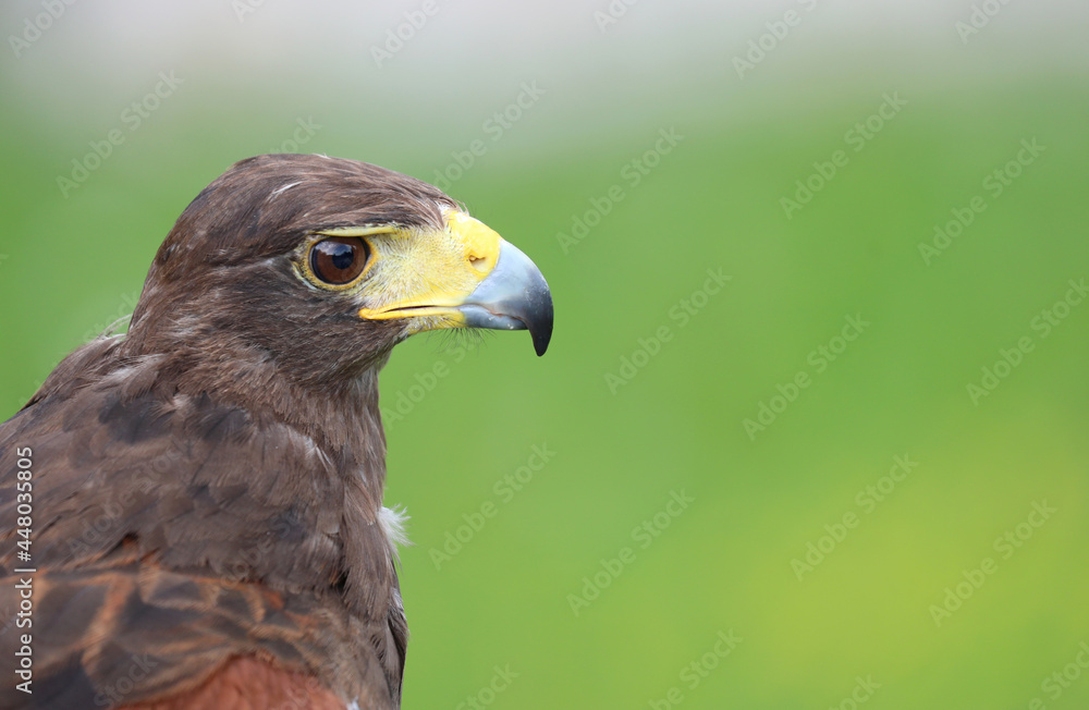 Big bird called Hawk of Harris or Peuco Big bird called Hawk of Harris or Peuco