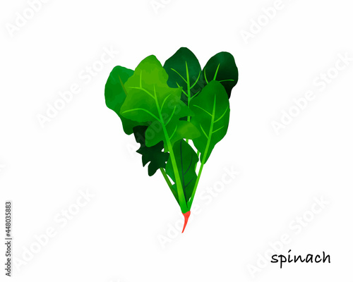 冬野菜／ホウレンソウ／手書き／水彩