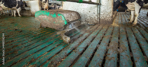 Manure robot cleaning the stable. Cows. Dairy. photo