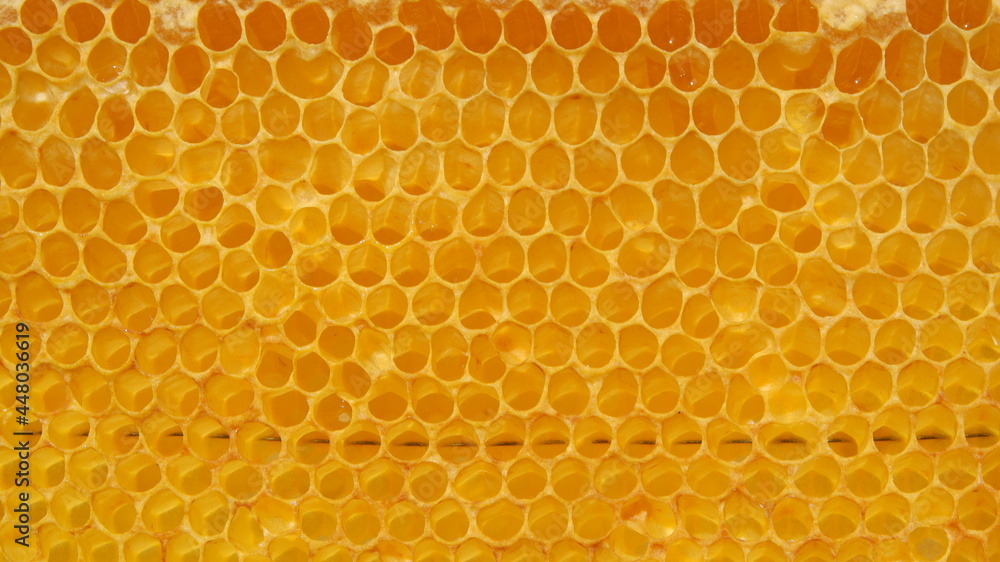 honeycomb close up honeycomb close up
