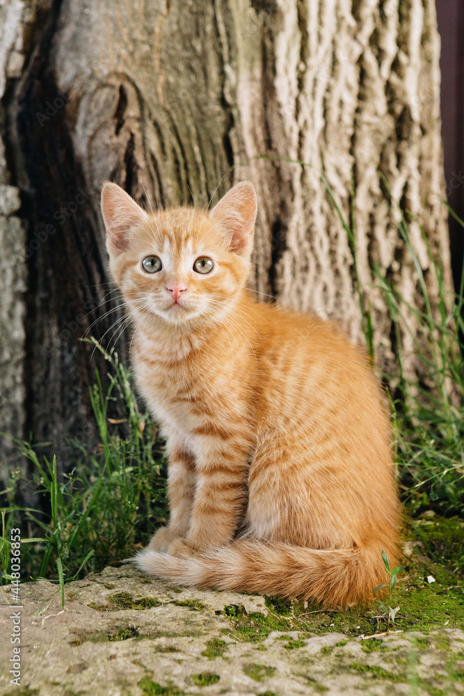 beautiful ginger tabby kitten in nature beautiful ginger tabby kitten in nature
