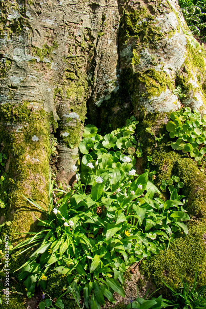 Flowering Wild Garlic (Allium ursinum) at the base of a tree, Slapton Ley Nature Reserve, Devon, UK. Flowering Wild Garlic (Allium ursinum) at the base of a tree, Slapton Ley Nature Reserve, Devon, UK.