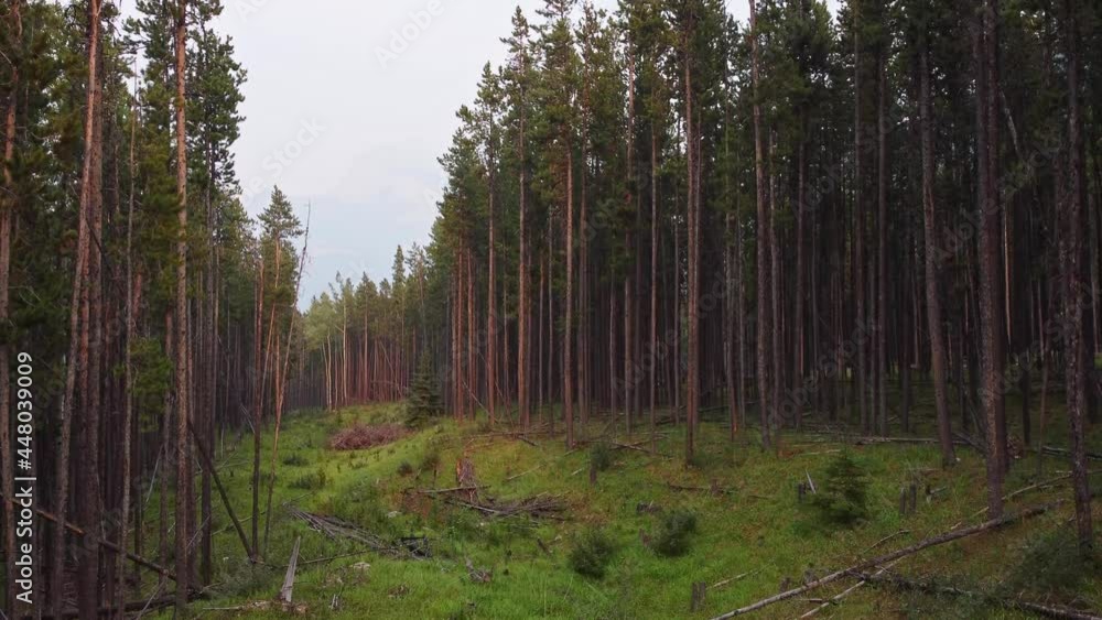Dead wood piled in deforested pine forest Dead wood piled in deforested pine forest