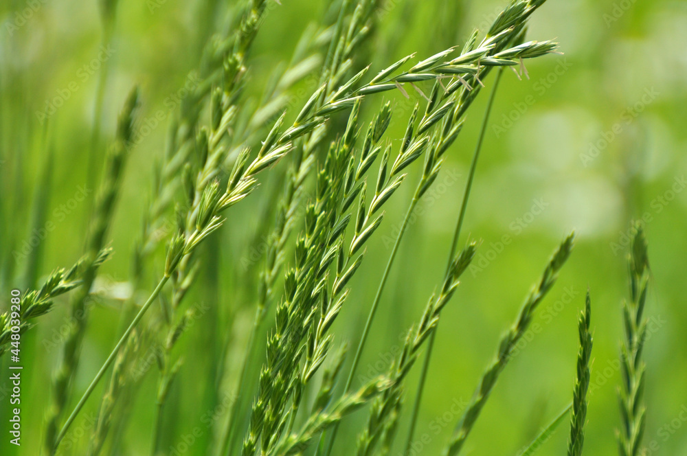 In the meadow growing cereal plant grass Elymus repens In the meadow growing cereal plant grass Elymus repens
