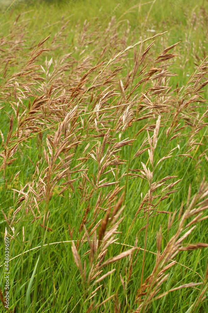 In nature, grows cereal forage grass for animals - bromus inermis In nature, grows cereal forage grass for animals - bromus inermis