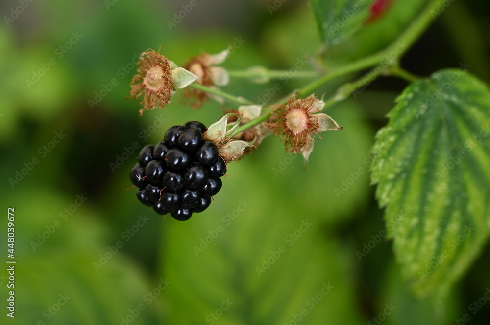 A blackberry close-up in summer | Une mûre en gros plan en été A blackberry close-up in summer | Une mûre en gros plan en été